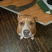 Cissy is registered to the contest to win money with this photo: dog, pet, brown_dog, white_markings, wooden_floor, floor_transition, barefoot, indoor, home, curious, looking_up, floor_mat, green_mat, dog_bowl, chain_collar, closeup, animal, companion, waiting, canine