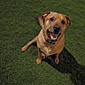 dog, brown_dog, pet, grass, outdoor, happy, smiling, canine, animal, collar, sitting, looking_up, fur, friendly, playful, cute, portrait, domestic_animal, nature, companion