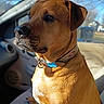 animal, brown_dog, car_interior, closeup, collar, daytime, dog, ears, eyes, fur, nose, outdoor_view, pet, portrait, seat, side_profile, sitting, snout, sunlight, window