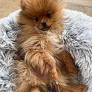 Aiko a rejoint le concours — aidez-le/la à gagner de superbes lots ! adorable, animal, brown_fur, companion, cozy, cute, cute_face, dog, fluffy, fur, indoors, looking_at_camera, mammal, pet, pet_bed, pomeranian, puppy, resting, small_dog, soft_texture