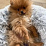 adorable, animal, brown_fur, companion, cozy, cute, cute_face, dog, fluffy, fur, indoors, looking_at_camera, mammal, pet, pet_bed, pomeranian, puppy, resting, small_dog, soft_texture