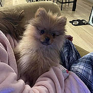 Aiko a rejoint le concours — aidez-le/la à gagner de superbes lots ! puppy, dog, pomeranian, fluffy, pet, indoor, person, lap, plaid, pink, clothing, chair, floor, kitchen, dining_area, pet_bowls, curious, cozy, seated, home