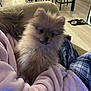 puppy, dog, pomeranian, fluffy, pet, indoor, person, lap, plaid, pink, clothing, chair, floor, kitchen, dining_area, pet_bowls, curious, cozy, seated, home