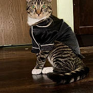 Sashimi joined the competition — help win amazing prizes! cat, tabby, pet, animal, indoor, floor, wooden_floor, costume, clothing, black_outfit, green_eyes, sitting, looking, curious, domestic_cat, feline, whiskers, ears, tail, home