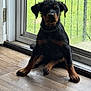 dog, puppy, rottweiler, wet_dog, wet_fur, indoor, sliding_door, window, green_lawn, balcony_railings, wood_floor, paw, paws, collar, sitting, portrait, looking_at_camera, reflection, muddy, pet