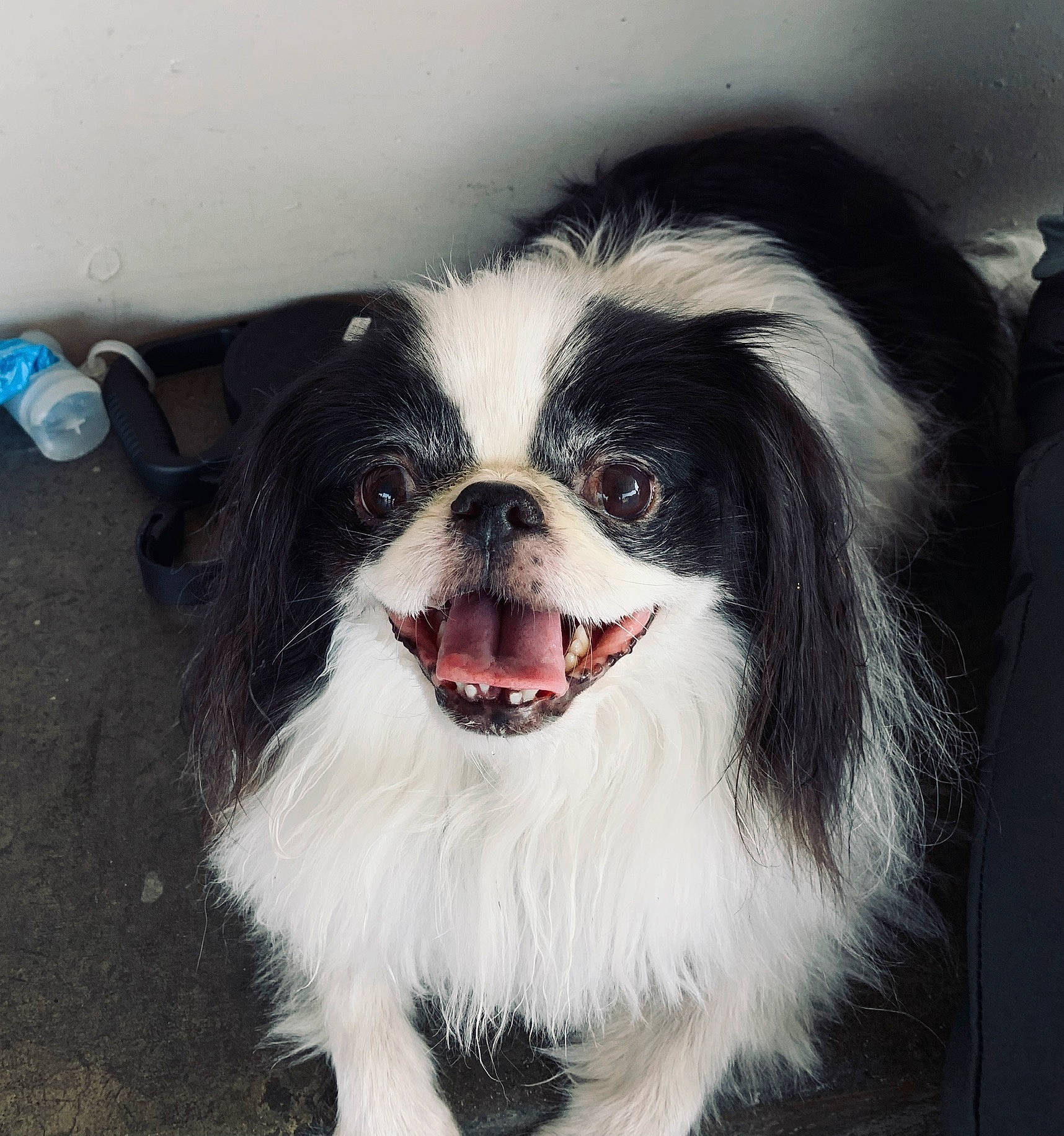 Oreo is registered to the contest to win money with this photo: canidae, carnivore, chinese_imperial_dog, companion_dog, dog, dog_breed, japanese_chin, mammal, phalene, rare_breed_dog, snout, sporting_group, toy_dog, vertebrate, whiskers