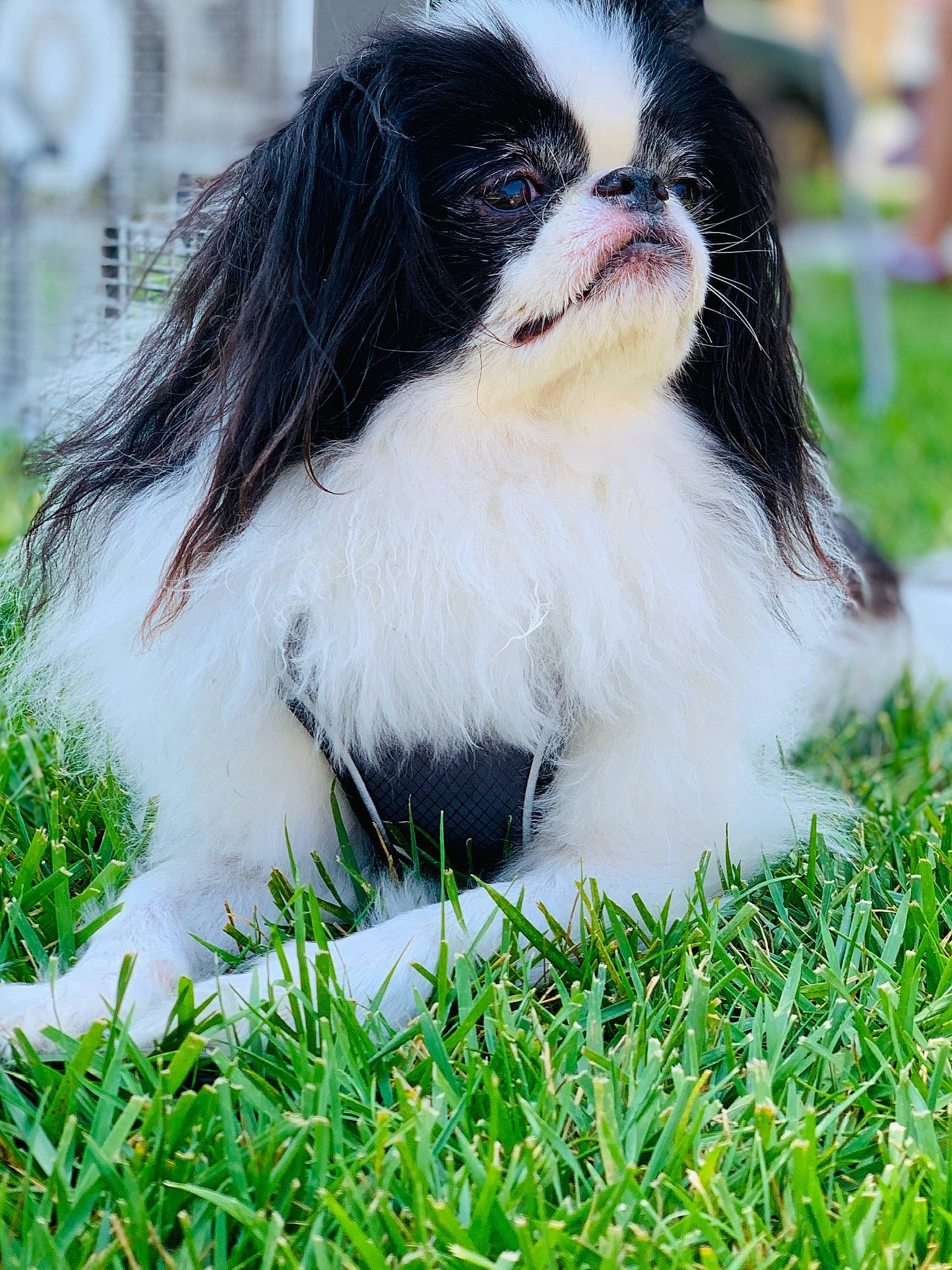 Oreo joined the competition — help win amazing prizes! canidae, carnivore, chinese_imperial_dog, companion_dog, dog, dog_breed, grass, japanese_chin, mammal, phalene, rare_breed_dog, sporting_group, toy_dog, vertebrate