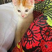 Mochi joined the competition — help win amazing prizes! animal, black, cat, closeup, colorful, curious, cute, ears, fabric, green, indoor, kitten, orange_and_white, patterned, pet, red, soft, textile, whiskers, white