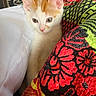 animal, black, cat, closeup, colorful, curious, cute, ears, fabric, green, indoor, kitten, orange_and_white, patterned, pet, red, soft, textile, whiskers, white