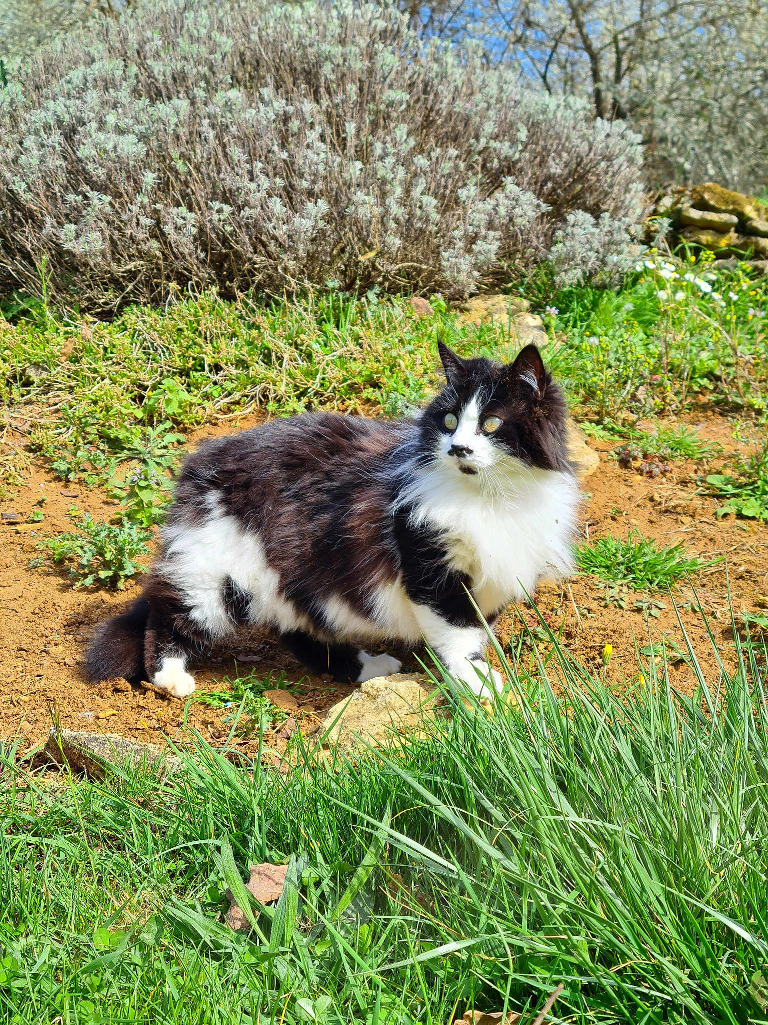 Kiki