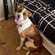 Diesel joined the competition — help win amazing prizes! dog, bulldog, pet, animal, sitting, tongue_out, happy, playful, portrait, brown_and_white, collar, indoors, bedroom, bed, pillows, blanket, carpet, furniture, home, photography