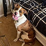 dog, bulldog, pet, animal, sitting, tongue_out, happy, playful, portrait, brown_and_white, collar, indoors, bedroom, bed, pillows, blanket, carpet, furniture, home, photography
