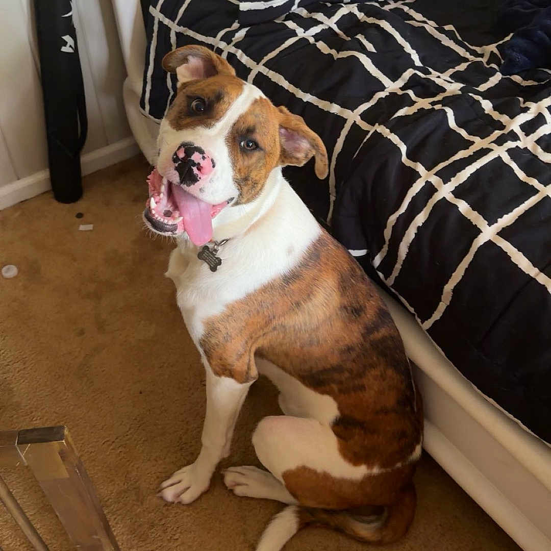 Diesel joined the competition — help win amazing prizes! dog, bulldog, pet, animal, sitting, tongue_out, happy, playful, portrait, brown_and_white, collar, indoors, bedroom, bed, pillows, blanket, carpet, furniture, home, photography