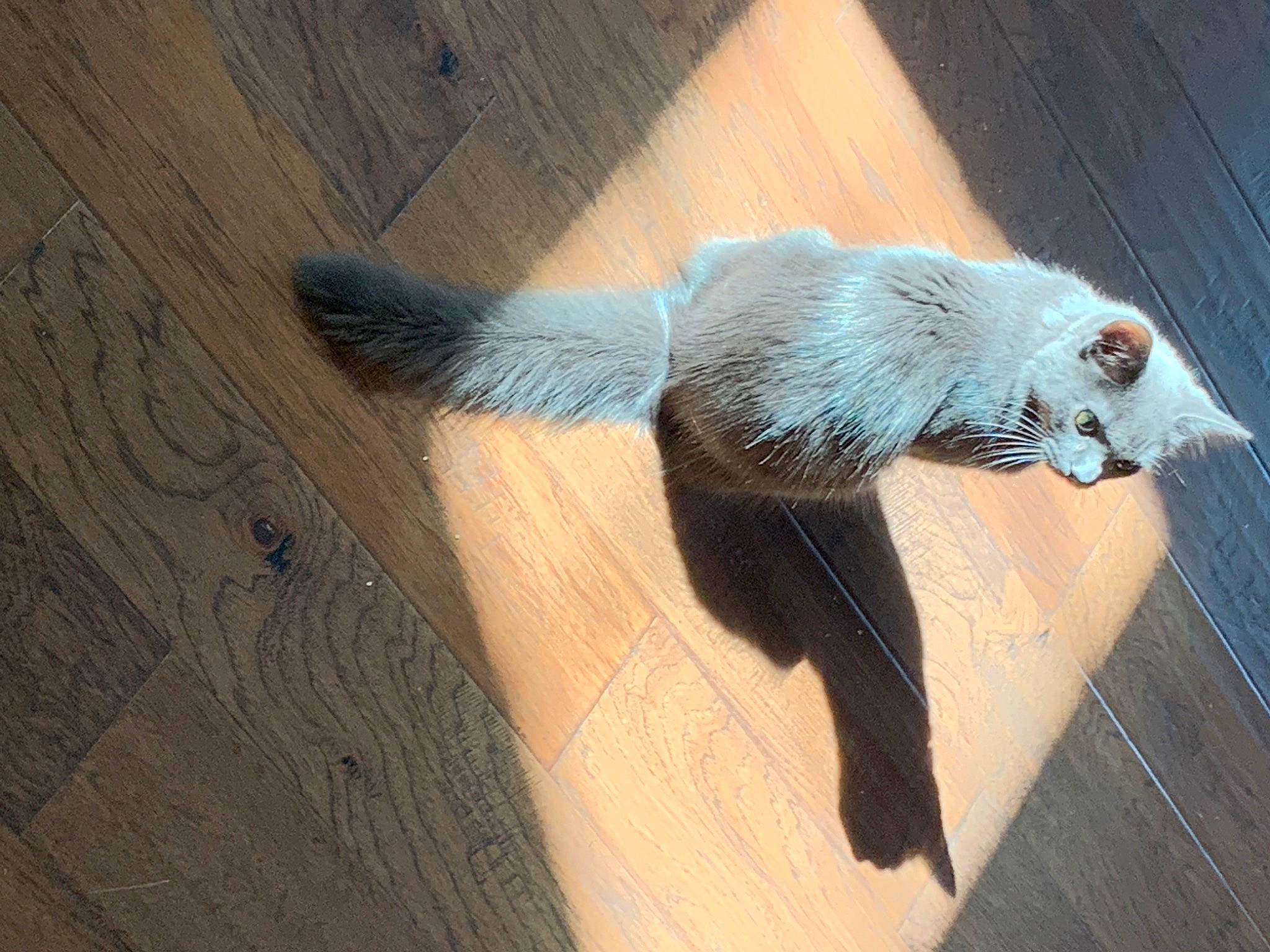 Lucy Lou joined the competition — help win amazing prizes! carnivore, claw, comfort, fawn, felidae, flooring, foot, fur, hardwood, mustelidae, mustelinae, paw, red_panda, small_to_medium_sized_cats, snout, tail, terrestrial_animal, whiskers, wing, wood