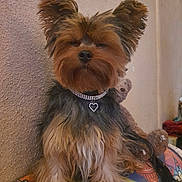 Remy Bouyer a rejoint le concours — aidez-le/la à gagner de superbes lots ! animal, colorful, companion, cozy, cushion, cute, dog, fluffy, furry, heart_shaped, indoor, jewelry, necklace, pet, portrait, resting, sitting, small_dog, teddy_bear, yorkshire_terrier