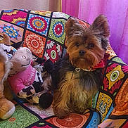 Tootsy participe au concours pour gagner de l'argent avec cette photo : affenpinscher, animal, architecture, building, canine, chair, couch, cushion, dog, furniture, homedecor, indoors, livingroom, pet, pillow, plush, puppy, room, terrier, toy