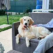Joya a rejoint le concours — aidez-le/la à gagner de superbes lots ! golden_retriever, puppy, dog, toy, wicker_chair, outdoor, backyard, grass, fence, mountains, person, casual_clothing, relaxing, pet, animal, summer, daylight, nature, companion, cute