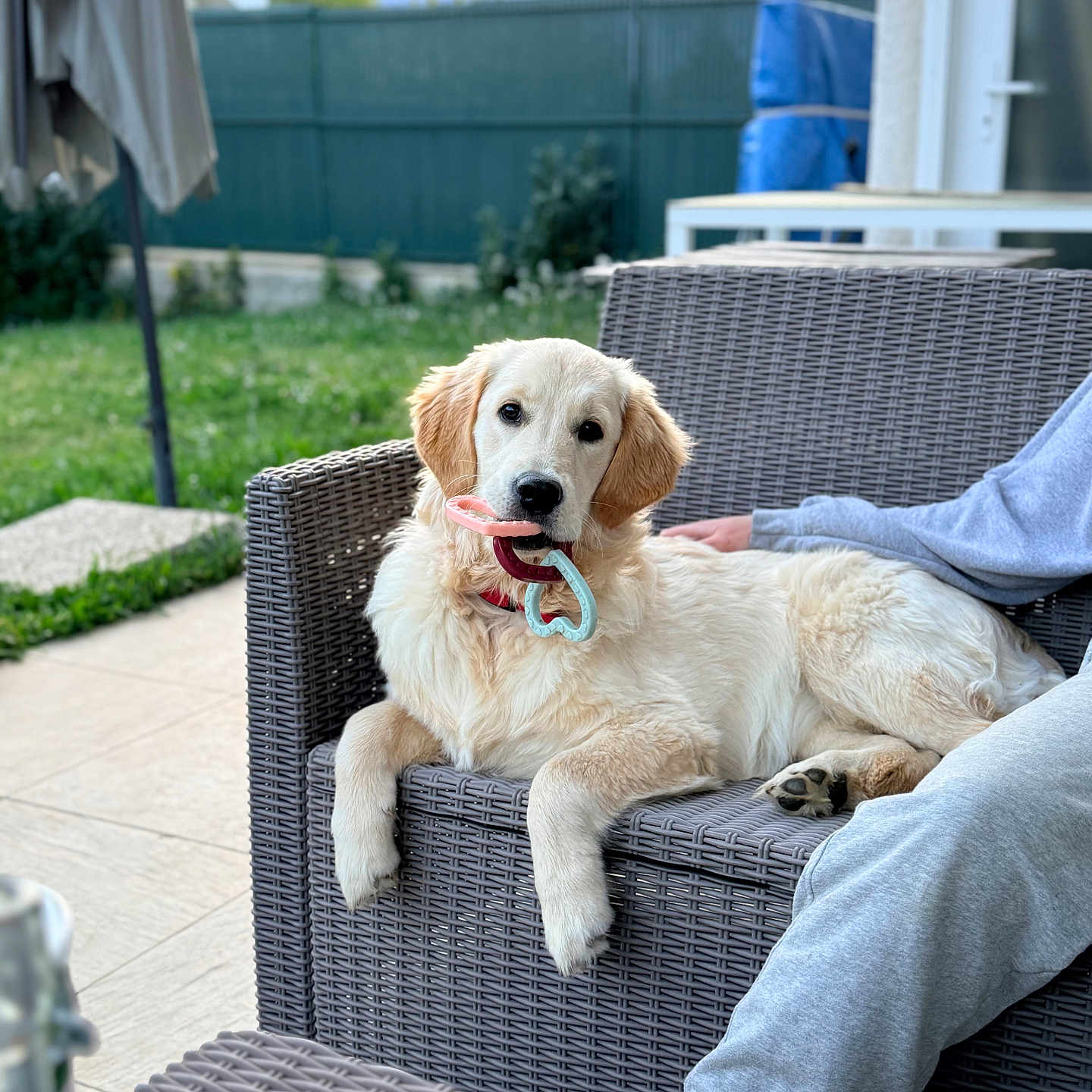 Joya a rejoint le concours — aidez-le/la à gagner de superbes lots ! golden_retriever, puppy, dog, toy, wicker_chair, outdoor, backyard, grass, fence, mountains, person, casual_clothing, relaxing, pet, animal, summer, daylight, nature, companion, cute