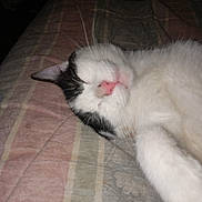 Sage is registered to the contest to win money with this photo: animal, bed, cat, close_up, cozy, cute, domestic_cat, feline, fur, indoor, nap, peaceful, pet, pink_nose, relaxed, resting, sleeping, soft, striped_bedspread, whiskers