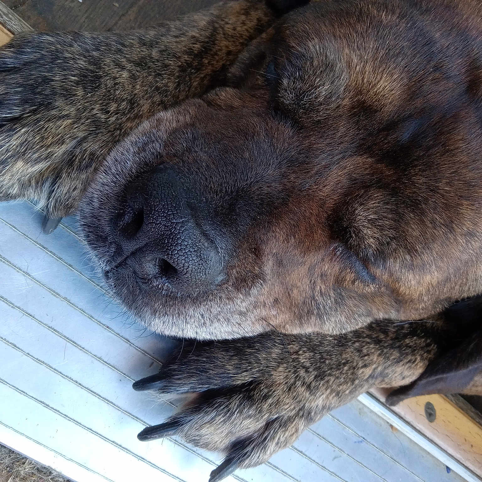 Sleeping Winnie