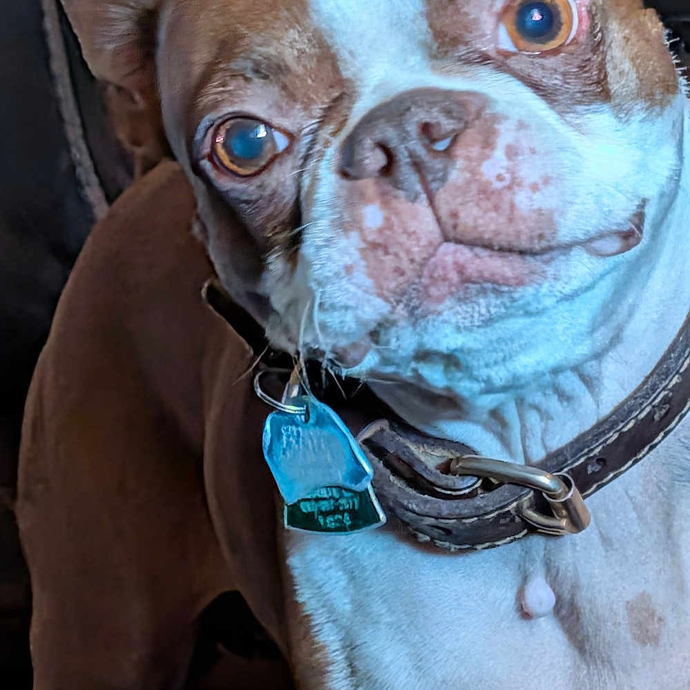 Daisy Baker is registered to the contest to win money with this photo: animal, brown, canine, close_up, collar, couch, dog, domestic, ears, eyes, face, fur, furniture, indoor, looking, pet, portrait, snout, tag, white