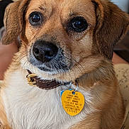 Bitsey joined the competition — help win amazing prizes! animal, brown_fur, calm, close_up, collar, companion, cute, dog, domestic, ears, face, fur_texture, indoor, muzzle, nose, pet, portrait, rabies_tag, whiskers, white_fur