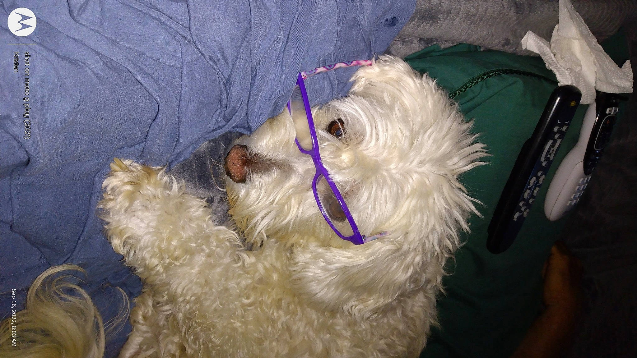 Cody is registered to the contest to win money with this photo: canidae, carnivore, companion_dog, dog, dog_breed, dog_collar, dog_supply, fawn, fur, nap, non_sporting_group, poodle_crossbreed, small_terrier, snout, sporting_group, terrier, toy_dog, working_animal