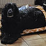 animal, canine, cat, cockerspaniel, dog, dogbed, hound, pet, puppy