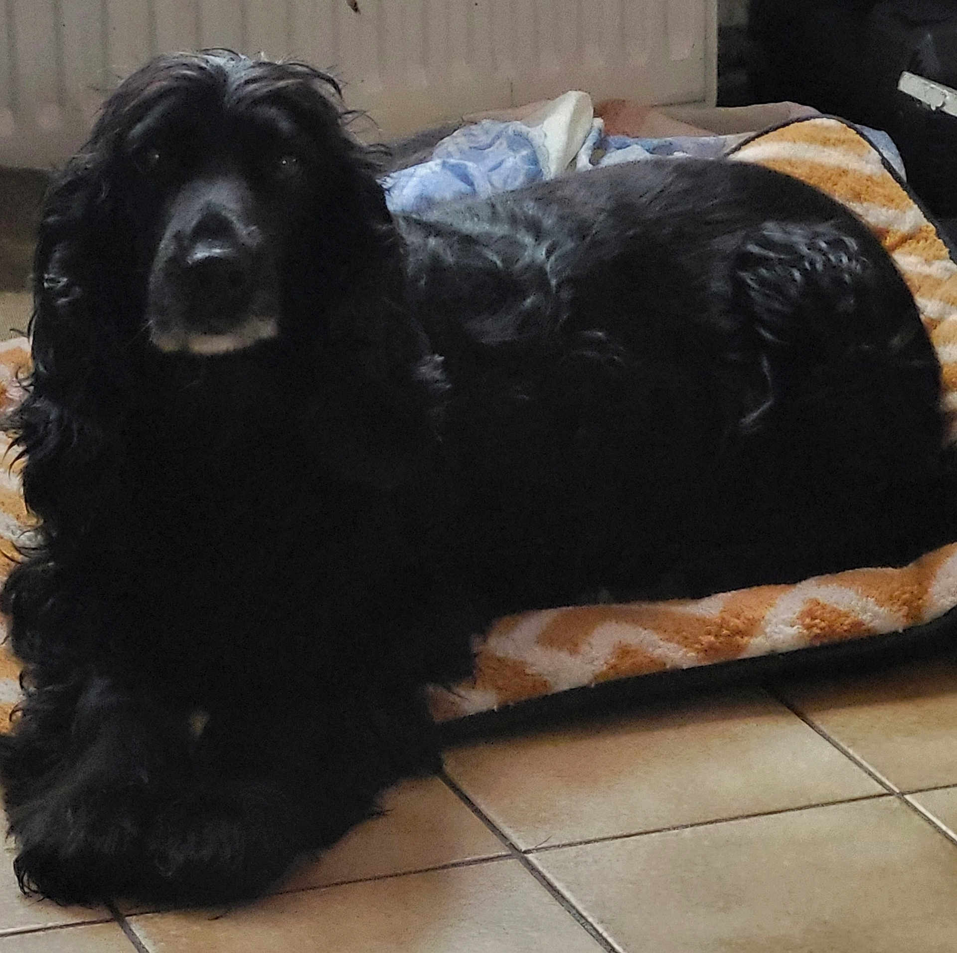 Lola