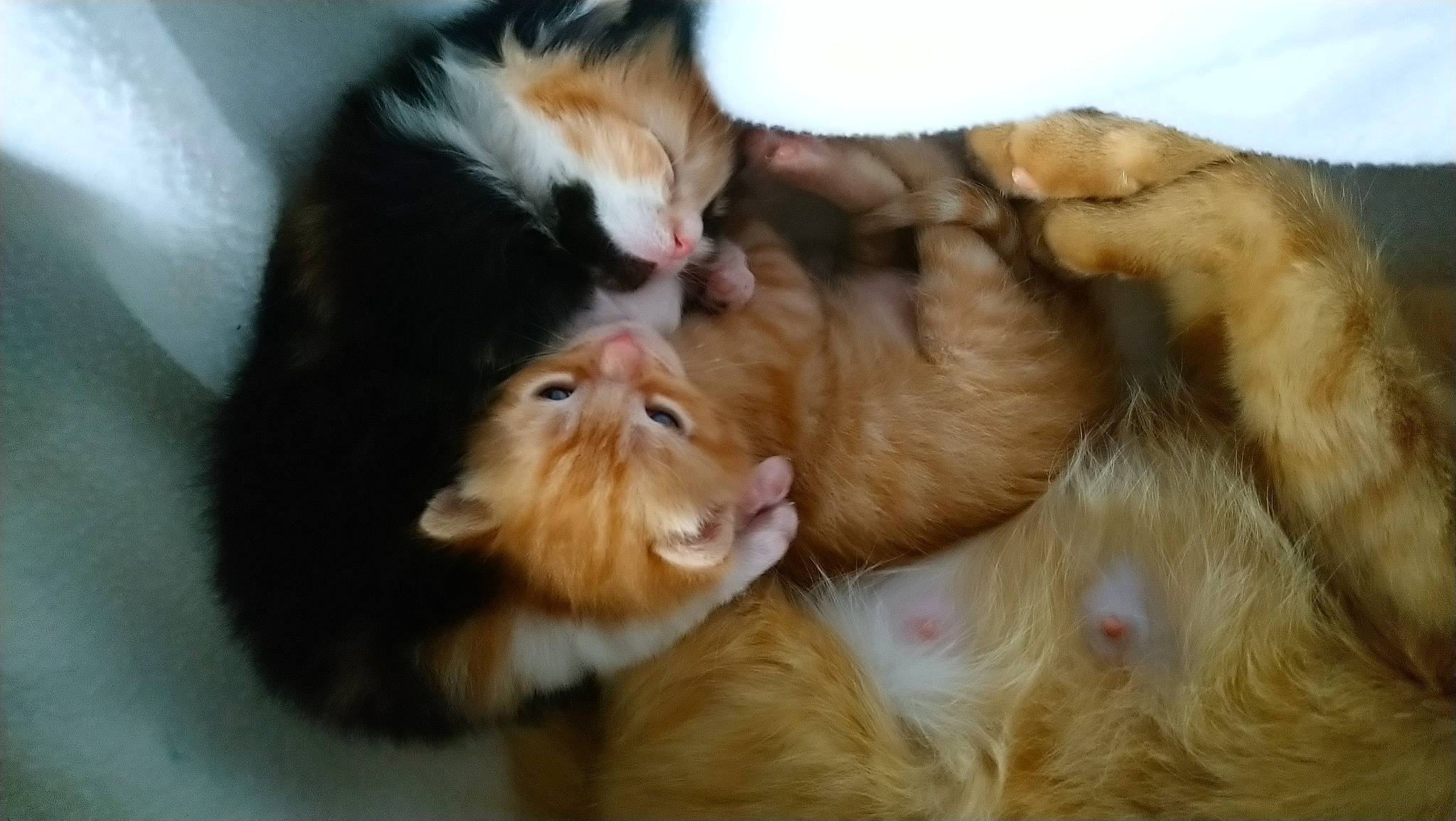 Caline a rejoint le concours — aidez-le/la à gagner de superbes lots ! canidae, carnivore, cat, comfort, companion_dog, dog_breed, domestic_short_haired_cat, ear, fawn, felidae, fur, gesture, mammal, paw, small_to_medium_sized_cats, snout, sporting_group, tail, vertebrate, whiskers