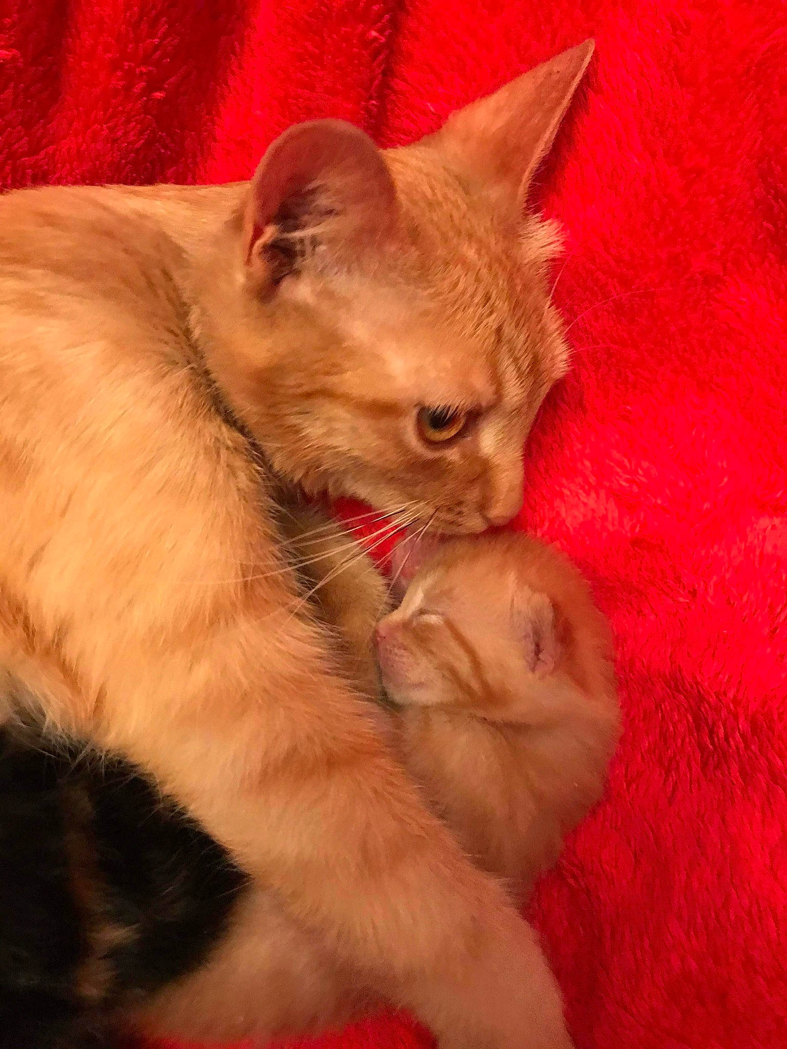 Caline participe au concours pour gagner de l'argent avec cette photo : carnivore, cat, claw, domestic_short_haired_cat, ear, fawn, felidae, fur, gesture, paw, small_to_medium_sized_cats, snout, tail, terrestrial_animal, whiskers