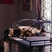 Poo is registered to the contest to win money with this photo: cat, tabby_cat, cage, indoor, sunlight, curtain, wall_art, window, metal, pet, animal, resting, feline, shadow, light, quiet, home, relaxing, furniture, pattern