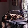 cat, tabby_cat, cage, indoor, sunlight, curtain, wall_art, window, metal, pet, animal, resting, feline, shadow, light, quiet, home, relaxing, furniture, pattern