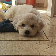 Andy participe au concours pour gagner de l'argent avec cette photo : puppy, dog, white_fur, lying_down, floor, tile_floor, indoor, plant, potted_plant, furniture, home, cozy, pet, cute, sleepy, animal, small_dog, resting, close_up, domestic
