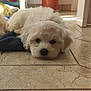 animal, close_up, cozy, cute, dog, domestic, floor, furniture, home, indoor, lying_down, pet, plant, potted_plant, puppy, resting, sleepy, small_dog, tile_floor, white_fur