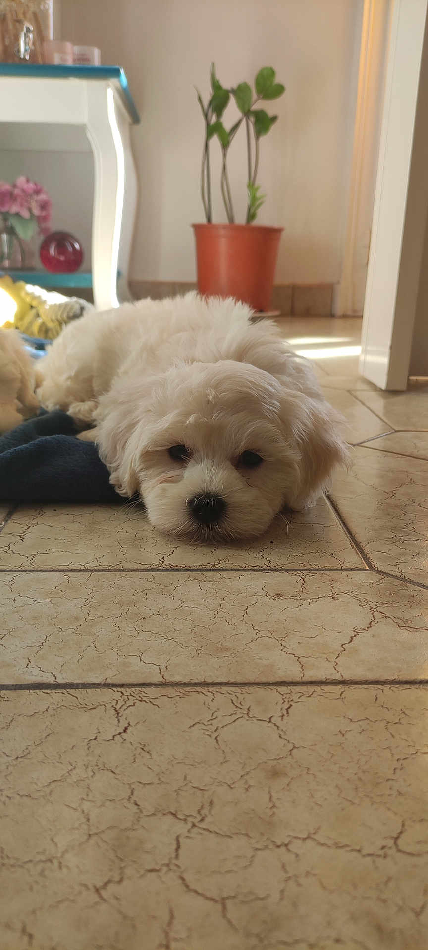 Andy participe au concours pour gagner de l'argent avec cette photo : puppy, dog, white_fur, lying_down, floor, tile_floor, indoor, plant, potted_plant, furniture, home, cozy, pet, cute, sleepy, animal, small_dog, resting, close_up, domestic