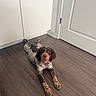 animal, brown, cabinet, cute, dog, domestic, door, floor, happy, indoor, kitchen, looking_up, lying_down, pet, playful, puppy, speckled_coat, tongue_out, white, wooden_floor