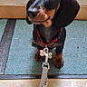 animal, black_and_tan, close_up, collar, cute, dachshund, dog, dog_tag, doormat, ears, eyes, indoor, leash, nose, pets, portrait, puppy, ready_for_walk, sitting, tiled_floor