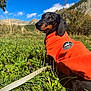 dog, dachshund, pet, orange_coat, fleece, leash, grass, meadow, mountains, blue_sky, clouds, sunlight, nature, outdoors, portrait, close_up, black_and_tan, ears, badge, scenic_view