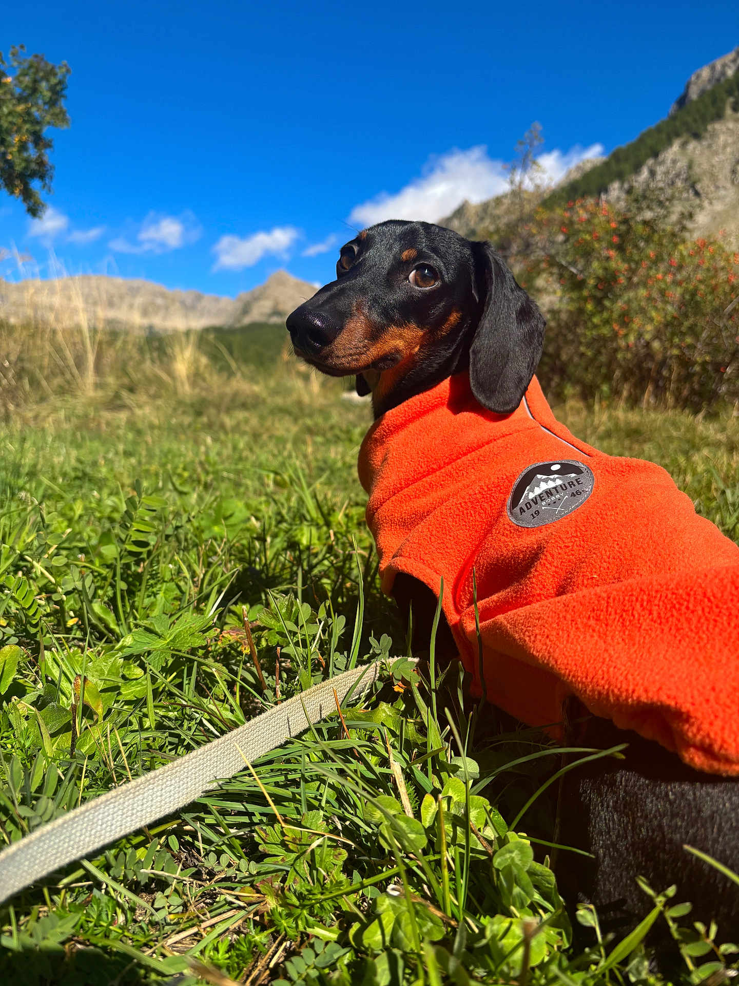 Snow a rejoint le concours — aidez-le/la à gagner de superbes lots ! dog, dachshund, pet, orange_coat, fleece, leash, grass, meadow, mountains, blue_sky, clouds, sunlight, nature, outdoors, portrait, close_up, black_and_tan, ears, badge, scenic_view