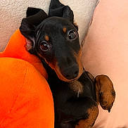 Snow participe au concours pour gagner de l'argent avec cette photo : big_eyes, black_and_tan, blanket, canine, close_up, cute, dachshund, dog, ears, fur, indoor, nose, orange_pillow, paws, pet, pink_pillow, plush_toy, puppy, snout, sofa