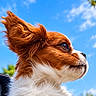dog, small_dog, long_hair, fluffy, brown_and_white, red_fur, profile, close_up, portrait, outdoor, sky, blue_sky, clouds, sunlight, nature, greenery, fur, ear, muzzle, animal