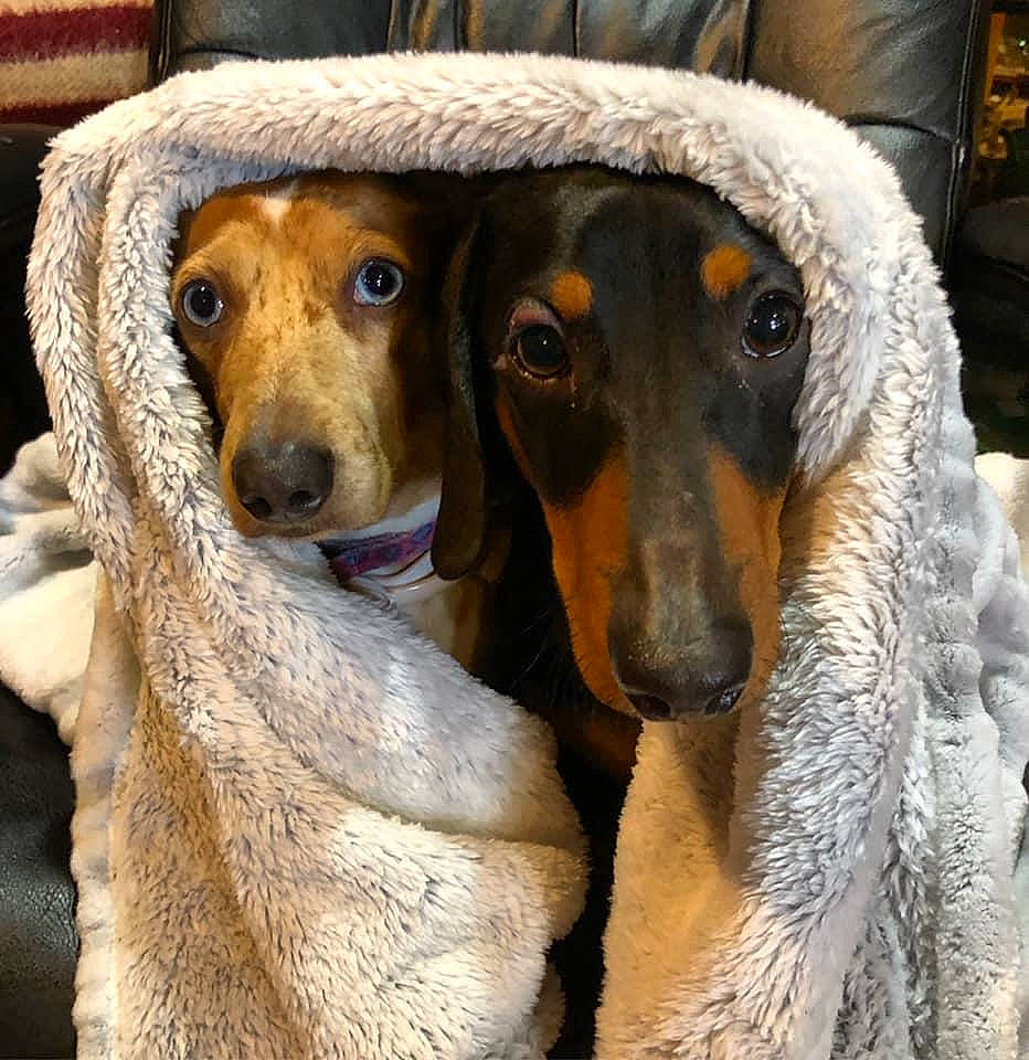 Honey is registered to the contest to win money with this photo: canidae, carnivore, companion_dog, dachshund, dog, dog_breed, fawn, mammal, snout, vertebrate