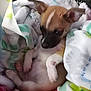 Bootsy is registered to the contest to win money with this photo: puppy, dog, blanket, cozy, sleepy, fur, pet, cute, snug, resting, indoor, animal, young, small, ears, paw, wrapped, soft, warm, relaxed
