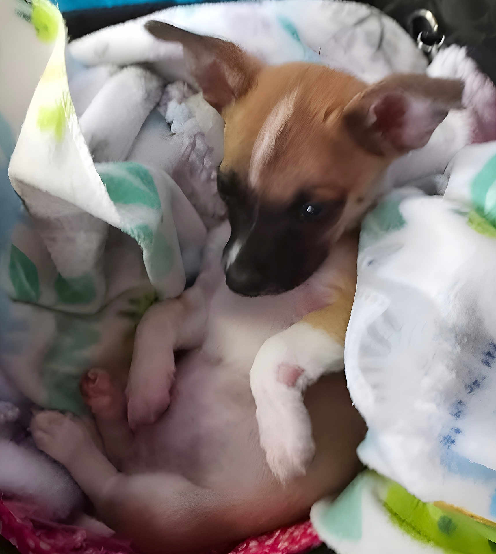 Bootsy is registered to the contest to win money with this photo: puppy, dog, blanket, cozy, sleepy, fur, pet, cute, snug, resting, indoor, animal, young, small, ears, paw, wrapped, soft, warm, relaxed