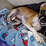 Bootsy is registered to the contest to win money with this photo: dog, blanket, blue, playful, pet, cozy, smiling, lying_down, indoor, cute, fur, animal, canine, relaxed, comfort, patterned_blanket, happy, closeup, companion, friendly