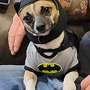 Bootsy joined the competition — help win amazing prizes! dog, costume, batman, pet, cute, animal, clothing, hood, ears, person, tattoo, hand, lap, indoor, furry, small_dog, portrait, black, gray, sitting