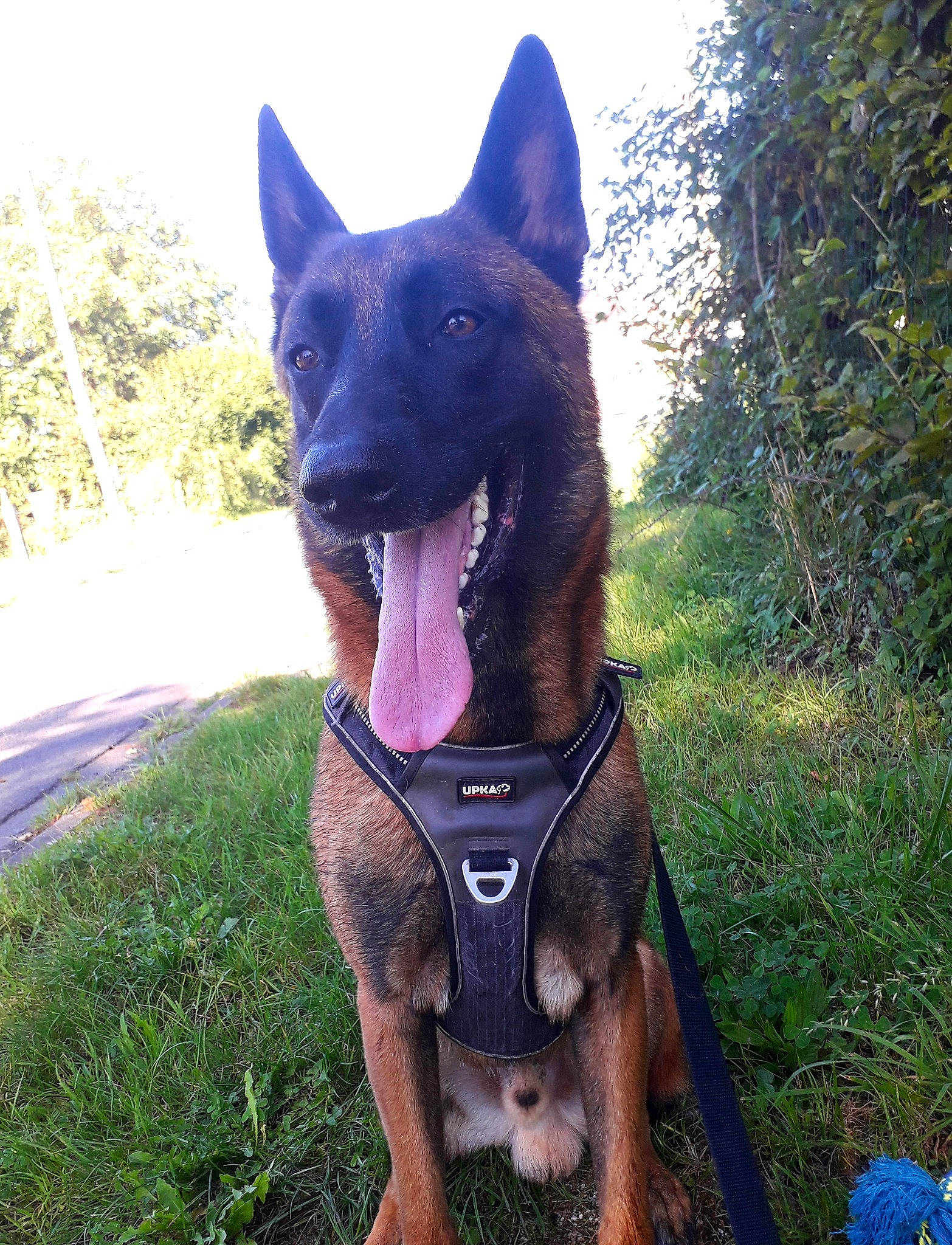 Sirko a rejoint le concours — aidez-le/la à gagner de superbes lots ! canidae, carnivore, collar, dobermann, dog, dog_breed, dog_collar, dog_supply, electric_blue, guard_dog, herding_dog, hunting_dog, liver, pet_supply, plant, sky, sporting_group, tree, working_animal, working_dog