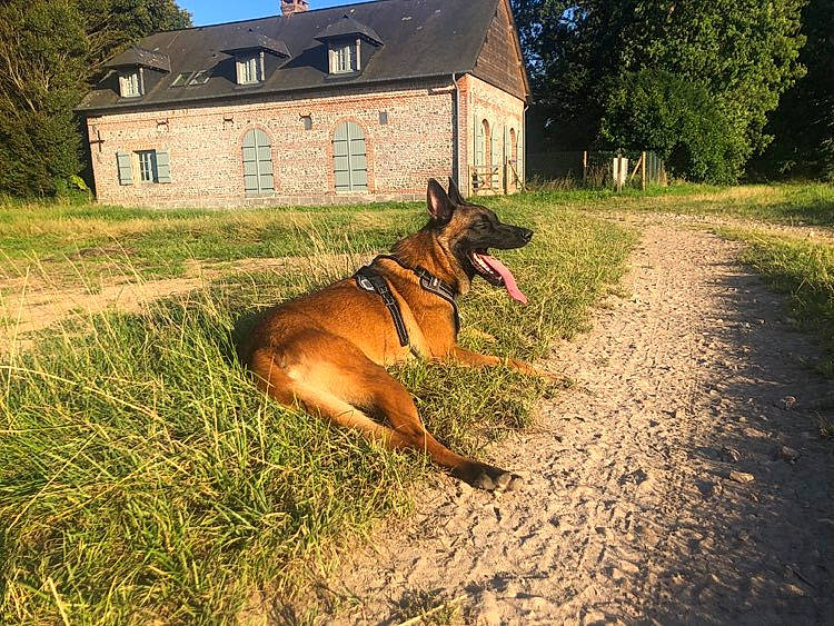 Sirko participe au concours pour gagner de l'argent avec cette photo : building, carnivore, collar, dog, dog_breed, dog_supply, fawn, grass, grassland, house, landscape, meadow, plant, sky, snout, sporting_group, tail, tree, window, working_animal