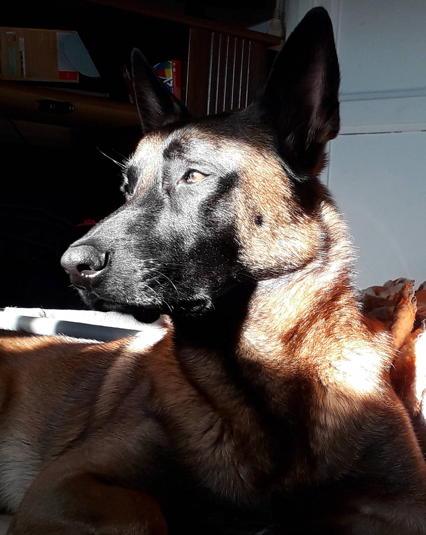 Sirko participe au concours pour gagner de l'argent avec cette photo : canidae, canis, carnivore, dog, dog_breed, dog_collar, ear, east_european_shepherd, fur, german_shepherd_dog, guard_dog, herding_dog, king_shepherd, snout, sporting_group, terrestrial_animal, whiskers, window, working_animal, working_dog